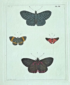 1782 Dru DRURY Vol.3 Cuatro mariposas tropicales coloreadas a mano placa de cobre VIII 8 - Imagen 1 de 7