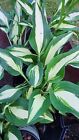 Hosta Night Before Christmas Shade Plant Green And White Perennial Plant Division