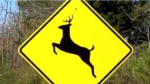 DEER CROSSING / CAUTION SIGN / ALUMINUM , HUNTING SIGNS - SET OF 4 PIECES - Picture 1 of 1