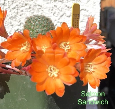 Salmon Sandwich -Rebutia Rooted Plants Cactus Succulents - Image 1 of 4