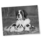 8x10" Prints(No frames) - BW - St Bernard Dog Puppies Puppy Cute  #43470