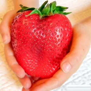 200 Giant Strawberry Seeds Fragaria Organic - Picture 1 of 6