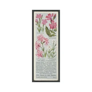 Rosa 1936 Taifun Tee Wildblumen Familien #5 Arme - Bild 1 von 3