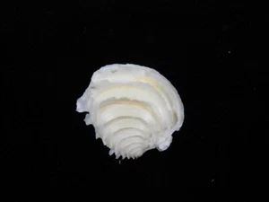 Sea shell Placamen lamellatum 29.4mm ID#8385 - Picture 1 of 4