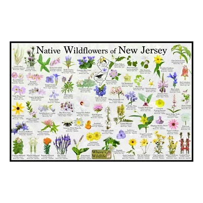 Póster de identificación de flores nativas de Nueva Jersey/guía de identificación de flores Foto 1 de 4
