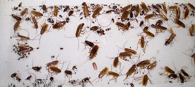12 Cockroaches Spiders BedBug Scorpion Silverfish  Insect Traps Sticky Bug Traps • 12.95$