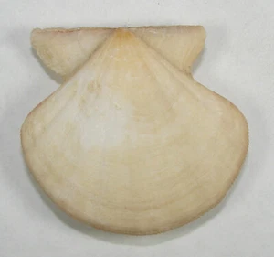 PECTEN FLEXUOSUS 47.83mm SUPER CHOICE SPECIMEN off Malaga, Spain - Picture 1 of 2