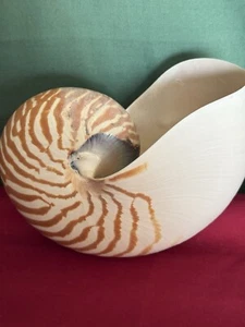 Big Tiger Nautilus 6” 1/2 X 4”1/2 - Picture 1 of 7