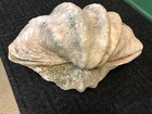 Antique Giant Shells Vintage Matching Pair from Palau