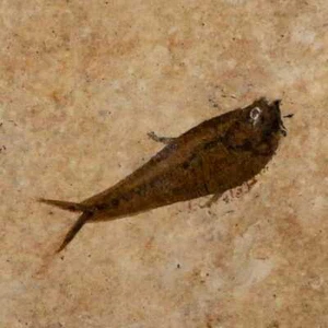 2.1" Diplomystus Dentatus Fossil Fish Green River FM WY Eocene Age COA, Stand - Picture 1 of 9