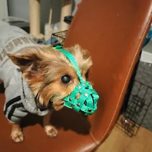 Bozal de nailon para perro para Yorkshire Terrier, mini pincher, chihuahua y hocicos similares - Imagen 1 de 21