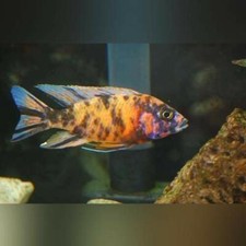 Peacock Cichlid Orange Blossom - Live Aquarium Tropical Fish