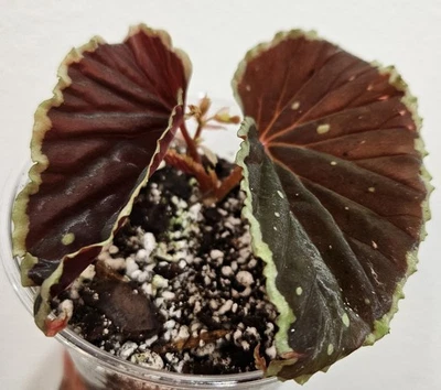Begonia sp. Darthvaderiana X sp. Malachosticta - Image 1 of 4