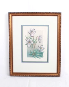 Birdfoot Violet Botanical Limited Edition Lithograph 42 /99 Signed Illegible - Picture 1 of 14