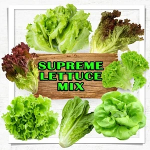 100 x LETTUCE SEEDS-HEIRLOOM MIX-10 DIFFERENT VARIETIES-SALAD VEGETABLE PLANTS - Picture 1 of 12