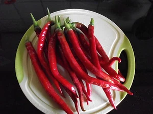 10 Chili " LONG JOE " SCHLANGENCHILI Samen Peperoni Paprika - Bild 1 von 2