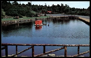Vintage Saint John New Brunswick Rockwood Park Camping Area Postcard - Picture 1 of 2
