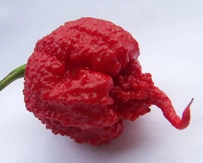 20 CAROLINA REAPER CHILLI SEEDS SEMILLAS 100% GARANTIZADAS - Imagen 1 de 4
