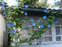 Morning glory "Blue" flower seeds - 1 g Ипомея TM "Seeds of Ukraine"