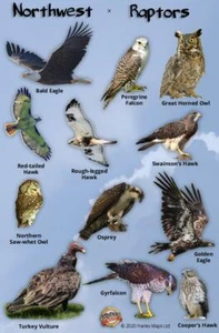 Northwest Raptors Personalausweis - Bild 1 von 2
