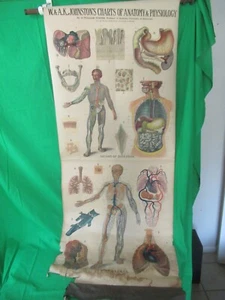 Vintage A.J. Nystrom Chart Pull Down Medical Organs of Digestion Heart & Lungs - Picture 1 of 8