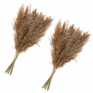 Real Flower Small Pampas Grass Plant Stems Reed Natural Dried Bouquets - Picture 1 of 12