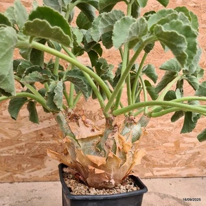 D6488 CYPHOSTEMMA UTER pot15-H18-W22 cm MaMa Cactus - Picture 1 of 7
