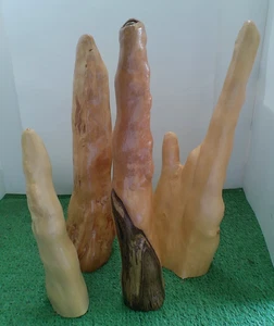 Südliche Sumpfzypressenknie - Bild 1 von 55