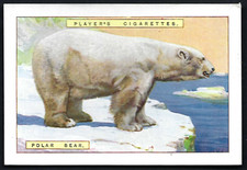 PLAYER - NATURAL HISTORY (LARGE) - #1 POLAR BEAR
