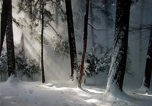 Imagen de Anthony Cook, "Winter Awakening", 18"h x 23.375", disponible firmada/sin firmar - Imagen 1 de 2