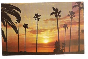 PALM TREES In Southern CALIFORNIA Gorgeous SUNSET Postcard CA - Picture 1 of 2