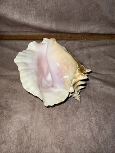 Vintage Queen Muschel Muschel über 8" groß rosa Strand Dekor-NB42 - Bild 1 von 10