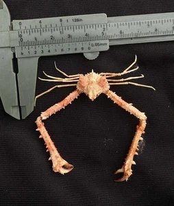 CRABS/Deep sea crab species preserved dried crabs - Picture 1 of 2