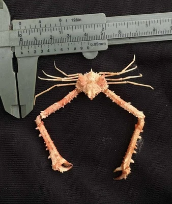 CRABS/Deep sea crab species preserved dried crabs - Image 1 of 2