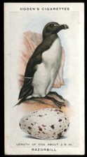 Tobacco Card, Ogdens, BRITISH BIRDS & THEIR EGGS, 1939, Razorbill, #32