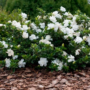 1 X GARDENIA JASMINOIDES 'CROWN JEWEL' CAPE JASMINE EVERGREEN SHRUB PLANT IN POT - Picture 1 of 4