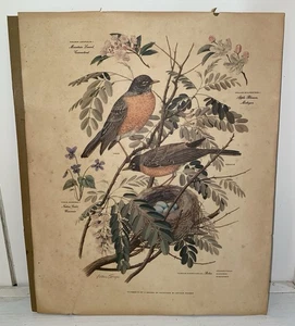Vtg Arthur Singer Bird Art Print 5 Of A Series Vintage Mid-century 12” X 9.75” - Picture 1 of 9