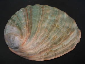 Super Colors...HALIOTIS CORRUGATA~130.1mm~Mexico SEASHELL - Picture 1 of 3