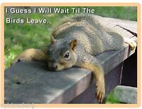 Tool Box Magnet Gift Card Insert Funny Squirrel Reaching  Refrigerator