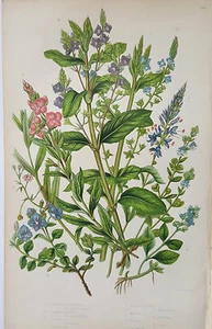 Antique Botanical Print Alpine Speedwell and Various Speedwell Anne Pratt 1860s - Picture 1 of 3