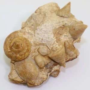 Schnecken-Stufe, Jura, Pliensbach, Feuguerolles, Calvados, Frankreich -L590 - Picture 1 of 6