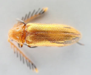 MA2095. Unmounted insect: Elateridae sp. Sabah, Malaysia!!!!!!!!!!!! Rare!!!!!!! - Picture 1 of 4