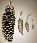The 4 Life Stages of A California Sugar Pine Cone set Of 4 Cones