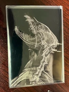 2024 Topps Allen & Ginter Oregon Zoo X-Ray #XR-19 African Painted Dog - Picture 1 of 1
