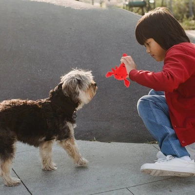 12 Pcs Plush Dog Chew Toys Set Squeaky Toys for Dogs Anxiety Reduction - Image 1 of 4