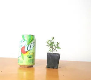 Super Tiny Dwarf myrtle for blooming mame shohin bonsai multiple listing - Picture 1 of 4