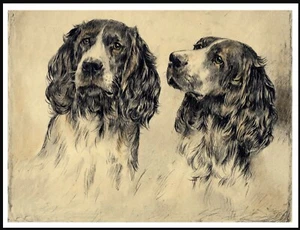ENGLISH SPRINGER SPANIEL DOGS HEAD STUDY VINTAGE STYLE DOG ART PRINT POSTER - Picture 1 of 1