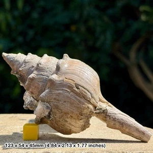 Clavilithes longaevus fossil gastropod - barton formation, eocene, - Picture 1 of 2