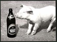 Fotografia Świnia - Prosiąt interesuje się płaskim słodem kraftowym - piwo słodowe 