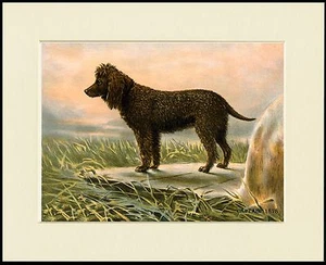 IRISH WATER SPANIEL GRAN IMAGEN PERRO ESTAMPADO MONTADO LISTO PARA ENMARCAR - Imagen 1 de 1